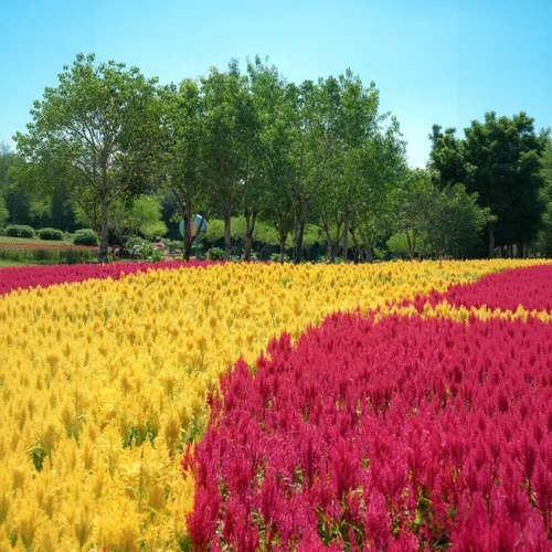 Miniatura 3 de 100 semillas de cresta de gallo (Celosia Cristata) – Semillas de flores anual tolerantes al calor y la sequía sin OMG con flores vibrantes