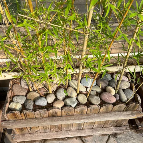 Miniatura 7 de FANTIAN Rocas grandes de río de 20 libras para paisajismo al aire libre, guijarros decorativos de 3 a 4 pulgadas para paisajismo, jardín, patio