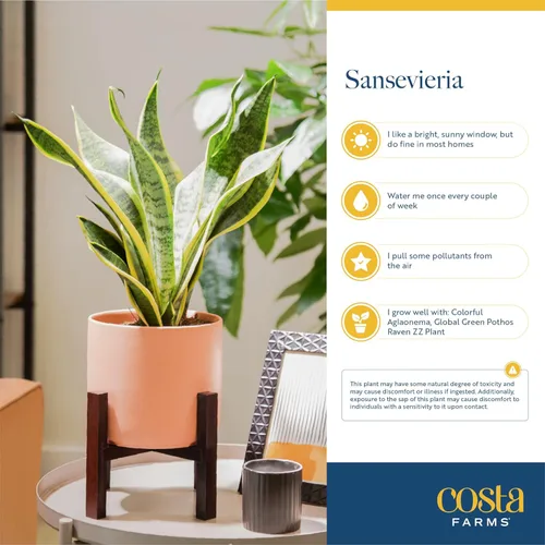 Miniatura 6 de Costa Farms - Planta de la serpiente viva de interior fácil de cultivar en maceta decorativa, elección del cultivador, regalo de inauguración