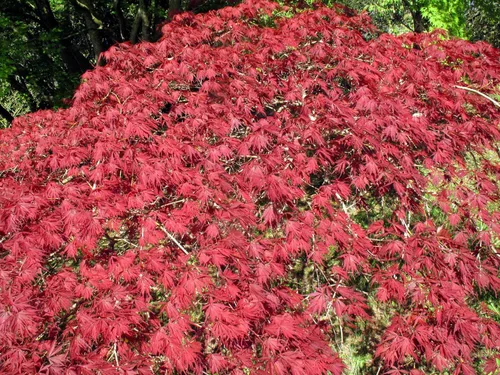 Miniatura 2 de 10 INABA SHIDARE Maple Weeping Red Laceleaf Japanese Acer Palmatum Dissectum Tree Seeds