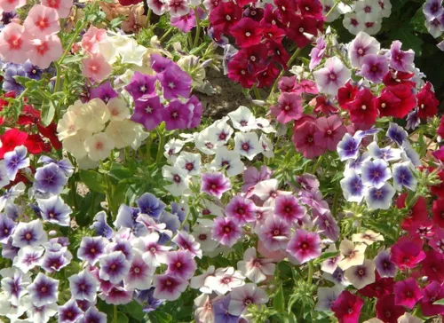 Miniatura 4 de Semillas Phlox Mix - Flores perennes para plantar