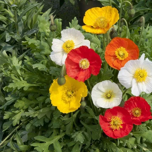 Miniatura 2 de 1000 Semillas Oriental Amapola Papaver Mezcla Flores Perennes Sin OGM