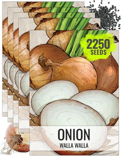 Miniatura 13 de Seed Needs Semillas de cebolla para plantar cebollas de día corto rojo burdeos, semillas de verduras sin tratar y sin OMG para plantar un jardín