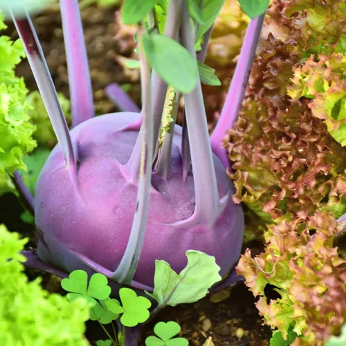 Miniatura 4 de Purple Vienna - Semillas de jardín de colinabo - 1 onza - Semillas de horticultura y microverdes sin OMG, semillas de hortalizas tradicionales