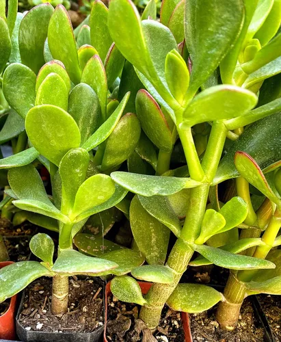 Miniatura 4 de Planta de jade con raíces grandes del sur de California de 4 pulgadas de alto, suculenta cactus viva maceta (Crassula Ovata 'Lucky Money Plant')