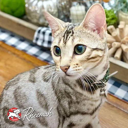 Miniatura 9 de Fromm Four-Star Nutritionals Hasen Duckenpfeffer - Comida seca prémium para gatos, receta de conejo, 10 libras