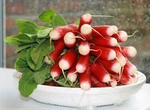 Miniatura 5 de Semillas de Rábano Francés Vegetal 18 Días Temprano Rojo Heirloom - 300 Semillas