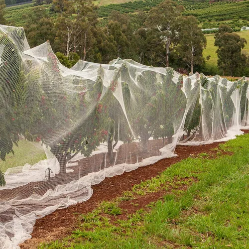 Miniatura 6 de Hoolerry Mosquitera ultra fina para jardín, cubiertas grandes para plantas, pájaros, blanco, malla de polietileno para proteger verduras, frutas
