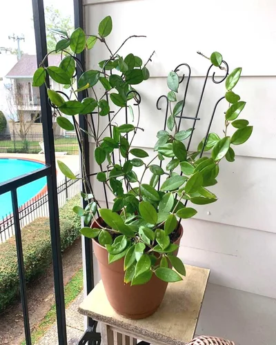 Miniatura 4 de Mklsit Paquete de 4 enrejados de metal de 23 pulgadas para plantas trepadoras al aire libre, soporte de enrejado de plantas de interior para plantas
