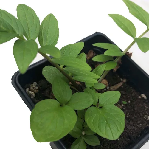 Smoke Camp Crafts Planta de hierba de valeriana orgánica (Valeriana officinalis) Planta viva en maceta de 2.5 pulgadas, cura, heliotropo de jardín,