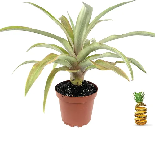 Planta de piña - Planta viva en una maceta de cultivo de 4 pulgadas - Ananas Comosus - Árboles frutales de inicio listos para el patio y el jardín