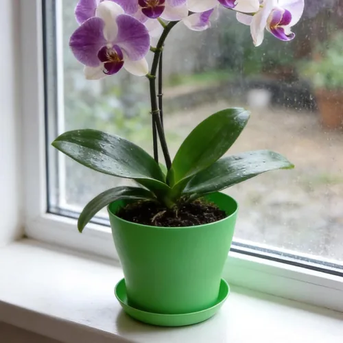 Miniatura 5 de Paquete de 20 macetas de plástico de 5.5 pulgadas con platillos, macetas decorativas modernas para flores, macetas decorativas de jardinería