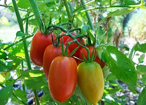 Miniatura 8 de Más de 30 semillas de tomate italiano Roma, reliquia sin OMG, determinadas, polinizadas abiertas, sabor anticuado, suaves, dulces, deliciosas
