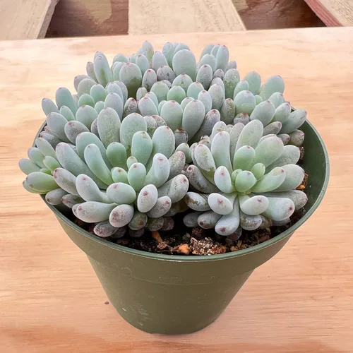 Miniatura 2 de Suculenta Bluebean de 4 pulgadas, Plantas Suculentas Vivas Totalmente Enraizadas en Macetas con Tierra, Plantas de Casa de Fácil Cuidado