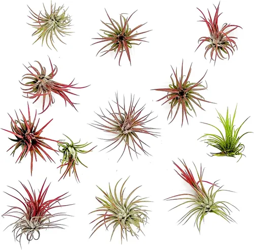 Miniatura 10 de ragnaroc Plantas de aire – Druida Tillandsia Ionantha, Regular 2-3 pulgadas – 3 ct – Llegada viva garantizada – Plantas de interior para decoración