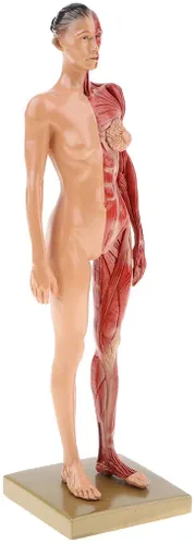 Miniatura 3 de BONEW Resina masculina y femenina de 11.8 in, anatomía anatómica humana, cabeza de cráneo, modelo de cuerpo, modelo de hueso muscular