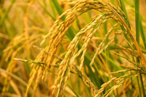 Miniatura 6 de Arroz integral orgánico de grano largo, 3 libras, sin OMG, grano entero, crudo, no irradiado, kosher, vegano, a granel. Buena fuente de fibra