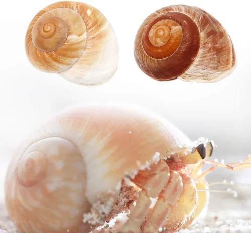 Miniatura 5 de Paquete de 4 conchas de cangrejo ermitaño grandes, caracol de muffin, turbo, caracol gigante de tierra Casa de cangrejo ermitaño para decoración
