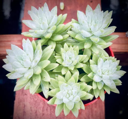 Miniatura 8 de Planta Suculenta Burrito Azul Sano Sedeveria para Interior - Plantas Suculentas Vivas - Totalmente Enraizada en Maceta de 4 Pulgadas - Suculentas