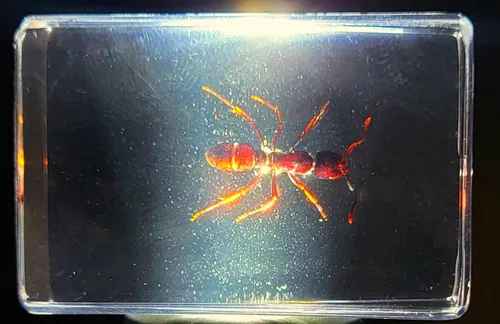Miniatura 3 de 44mm Hormiga gigante tropical real en resina de lucita transparente cristalina, espécimen preservado Pseudoneoponera Rufipes, taxidermia