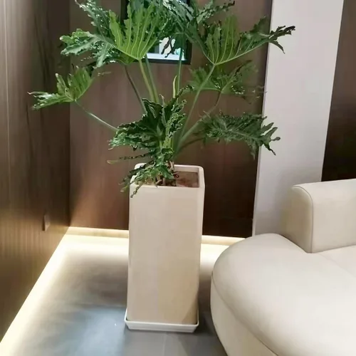 Miniatura 4 de LWALRS Platillo cuadrado para plantas de 6 pulgadas, paquete de 5 platillos de plástico transparente fuerte, macetas cuadradas para plantas