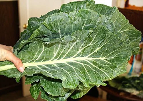 Miniatura 2 de 100 semillas gigantes del sur de Georgia Col Herb Heirloom Non GMO de Estados Unidos Brassica oleracea VAR. Acephala