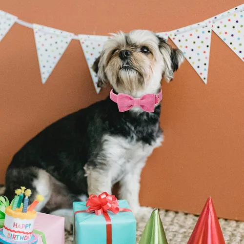 Miniatura 4 de Collar de pana para perro con lazo, collares para perros hembras suaves y ajustables para perros pequeños, medianos y grandes, talla M Rosa encendido