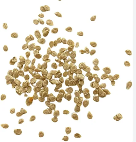 Miniatura 4 de Bradley Tomato Seeds - Tomate determinado que facilita el enlatado a medida que los tomates maduran al mismo tiempo - 100 semillas