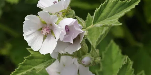 Miniatura 8 de Semillas Malvavisco Althaea officinalis No GMO Heirloom