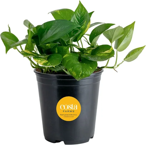 Miniatura 16 de Costa Farms - Planta de Potos