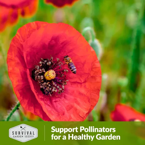 Miniatura 5 de Survival Garden Seeds Amapola de maíz rojo (Papaver Rhoas) 1 paquete con semillas de flores silvestres e instrucciones de plantación Cultiva