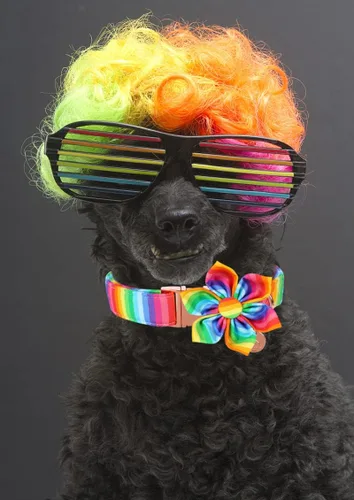 Miniatura 4 de DOGWONG Cotton Pride - Collar de perro LGBTQ de arcoíris, collar para cachorros, para perros pequeños, medianos y grandes Z: Arco iris