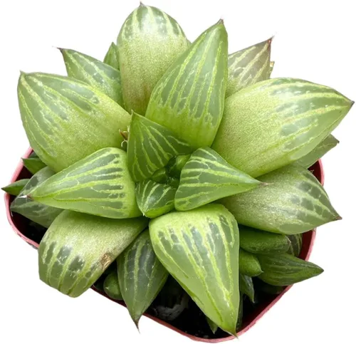 Miniatura 3 de Plantas Haworthia vivas (maceta de 2" retusa f. geraldii)