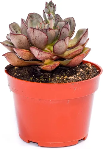 Miniatura 6 de Planta suculenta Echeveria viva – Suculenta Echeveria de 4 pulgadas totalmente arraigada (– Echeveria Borgoña Pearl)