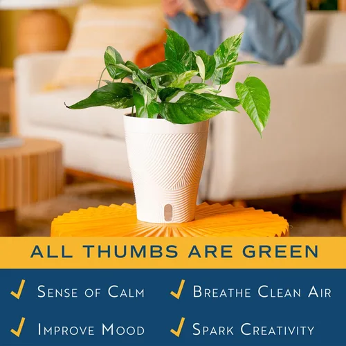 Miniatura 5 de Costa Farms – Planta de Pothos Albo Variegado viva en maceta auto-regante, purificadora de aire para interior, perfecta para decoración del hogar