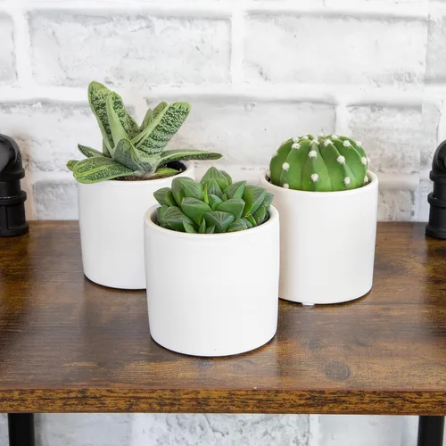 Miniatura 5 de Plants for Pets - Plantas vivas de poca luz en macetas de cerámica para suculentas (paquete de 3), planta suculenta Gasteria y plantas de cactus