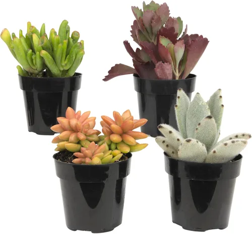 Altman Plants, Plantas suculentas vivas (4 unidades), regalos para amantes de las plantas suculentas, plantas de interior vivas en tierra para