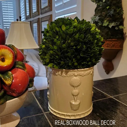 Miniatura 2 de Esfera decorativa de boj preservada, hojas de boj reales, plantas verdes, decoración del hogar para Navidad, Día de Acción de Gracias, regalos que