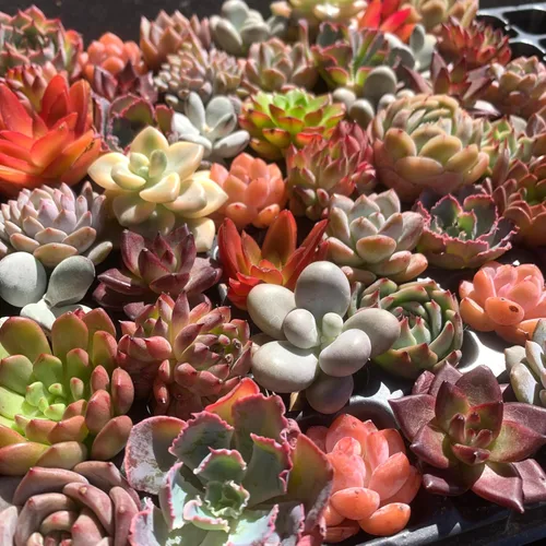 Miniatura 6 de Mezcla de plantas suculentas vivas raras, 0.5-1.5 pulgadas, misterio aleatorio a granel, sin maceta y tierra, 6/12/24 piezas, decoración
