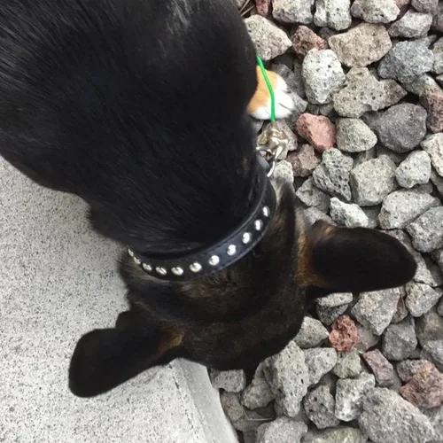 Miniatura 6 de BINGPET Collar de cuero ajustable para perro, collar duradero con tachuelas, con hebilla de metal y anillo en D para perros pequeños, medianos