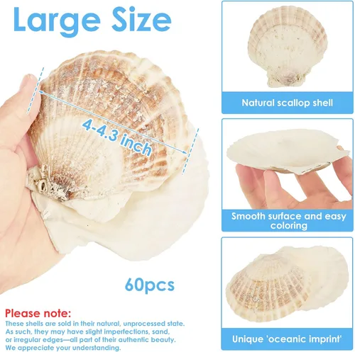 Miniatura 2 de 60 conchas de vieira grandes para manualidades, conchas de almeja de 4 a 5 pulgadas para decoupage playa, conchas marinas blancas naturales a granel