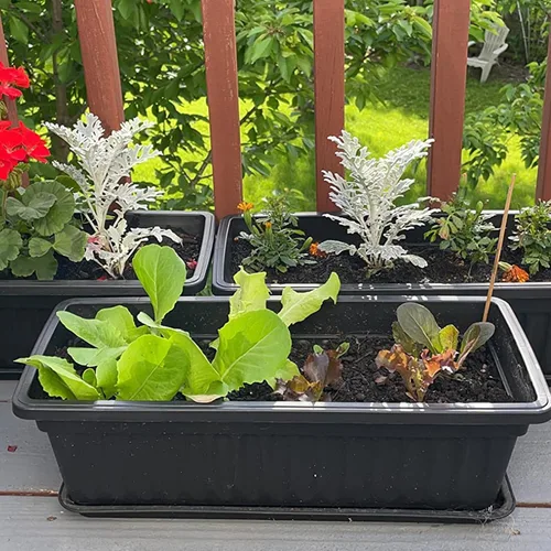 Miniatura 6 de Paquete de 6 cajas de flores de 17 pulgadas, macetas de plástico para verduras largas con bandeja, maceta negra para alféizar de ventana, patio