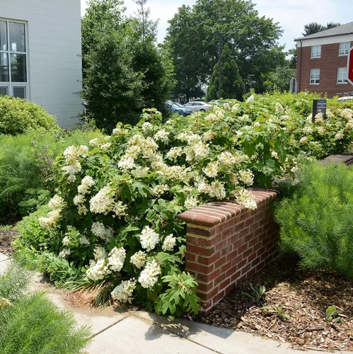 Miniatura 6 de CHUXAY GARDEN 50 semillas de hortensias quercifolia, hortensia de hoja de roble, hortensia de hoja de roble, llamativa planta de paisajismo que