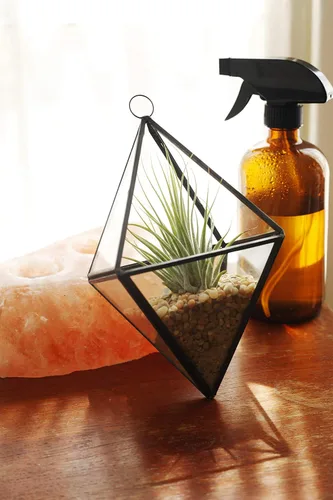 Miniatura 7 de Gran colección de plantas de aire Ionantha Tillandsia de cinco plantas tropicales para el hogar, decoración de interiores y plantas de aire