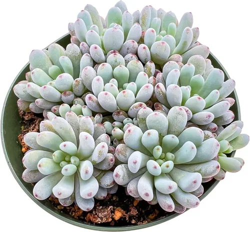 Miniatura 15 de Sprout N Green Cotyledon Orbiculata cv., Rara planta suculenta viva enraizada en maceta de 4 pulgadas, decoración de boda en interiores y Cotiledón