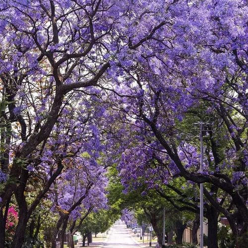 Miniatura 3 de 50 semillas de árbol de jacarana, bonsái floreciente y árbol de sombra paisajística, flores de trompeta morada, tolerantes a la sequía, semillas