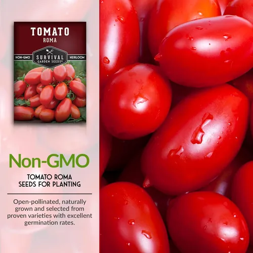 Miniatura 3 de Semillas de tomate Roma para plantar, variedad de pasta de reliquia determinada para salsa y enlatado, tomates italianos productivos, polinizados