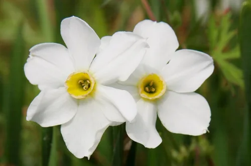Miniatura 7 de Mantequilla y huevos de narciso/10 bulbos de narciso frescos saludables que producen flores amarillas dobles tradicionales en marzo por The Southern