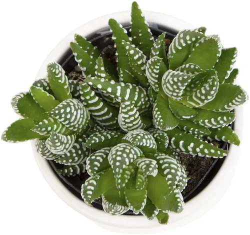 Miniatura 3 de Haworthia - Planta suculenta viva en maceta blanca, plantas suculentas vivas, plantas de interior vivas, plantas de interior vivas, plantas