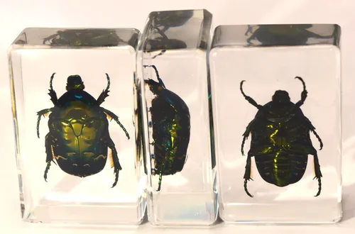 Miniatura 7 de Escarabajo británico Chafer de rosa real de 1.732 pulgadas en resina de lucita cristalina, muestra preservada de cetonia aurata, insectos